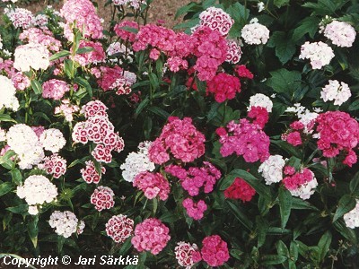  Dianthus barbatus Mixture